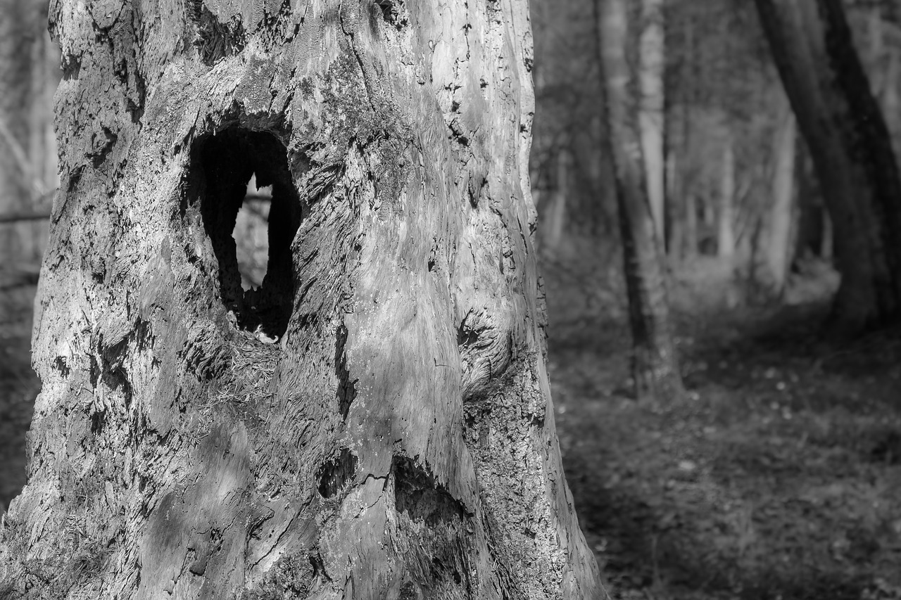 trunk tree hollow free photo