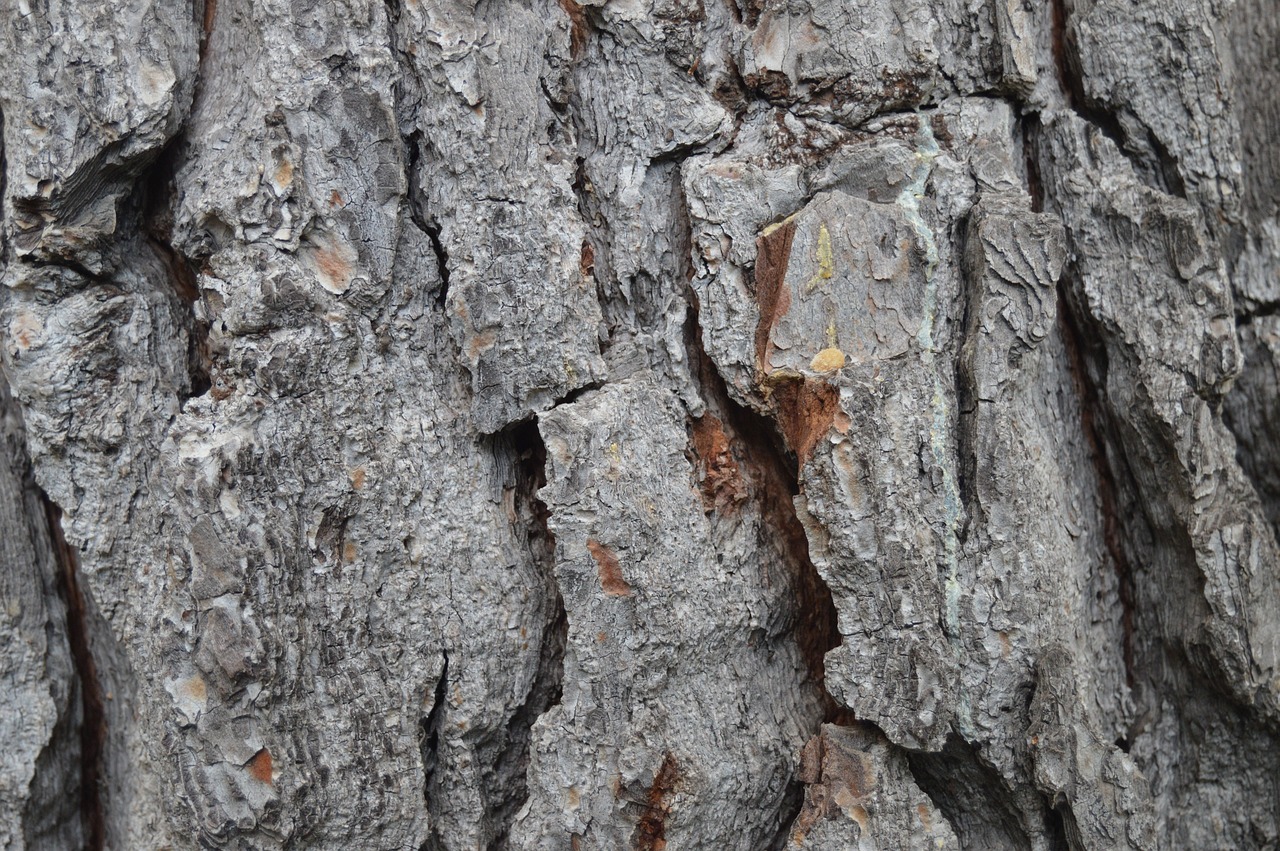 trunk wood bark free photo