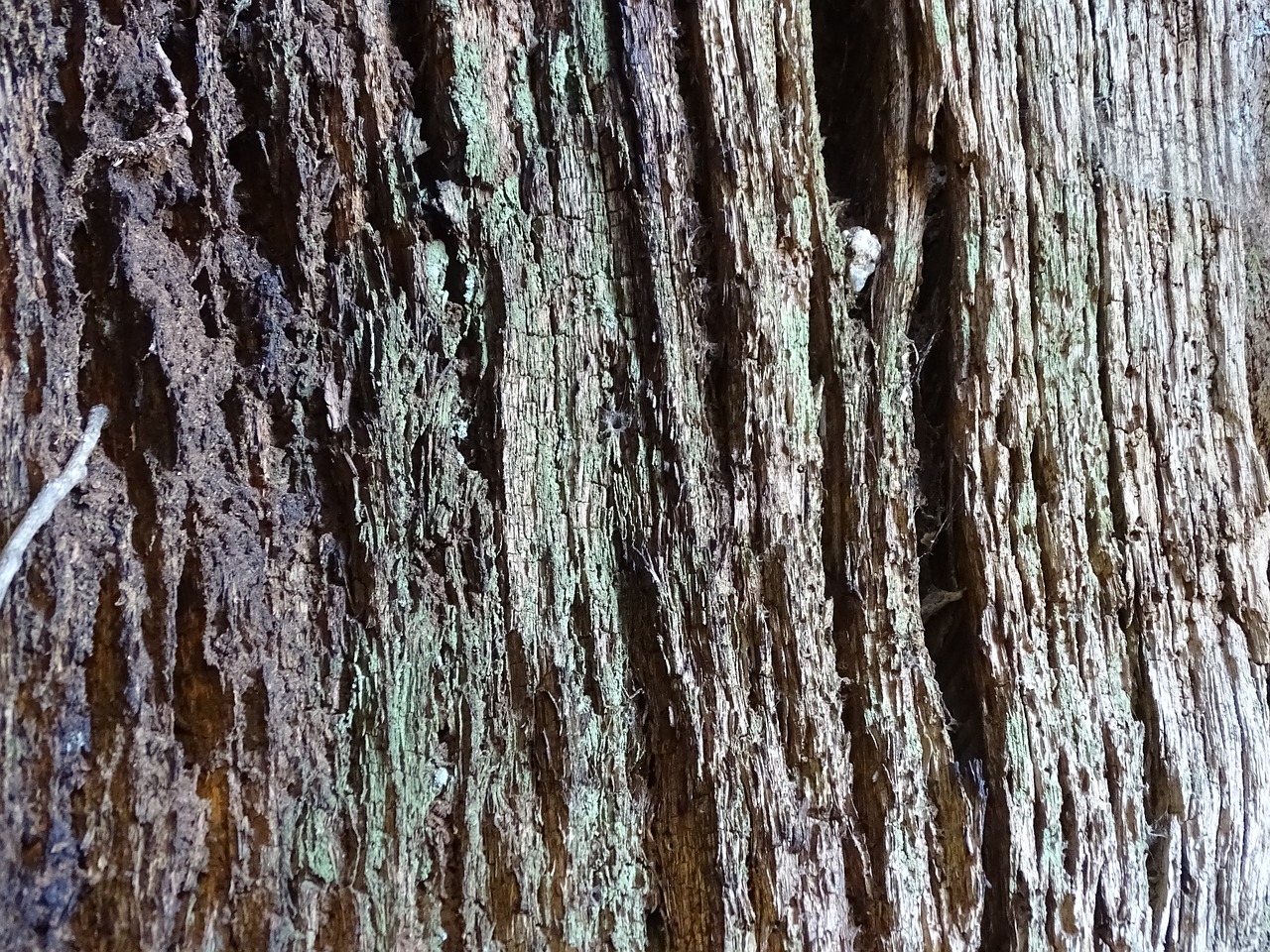 trunk wood flying free photo