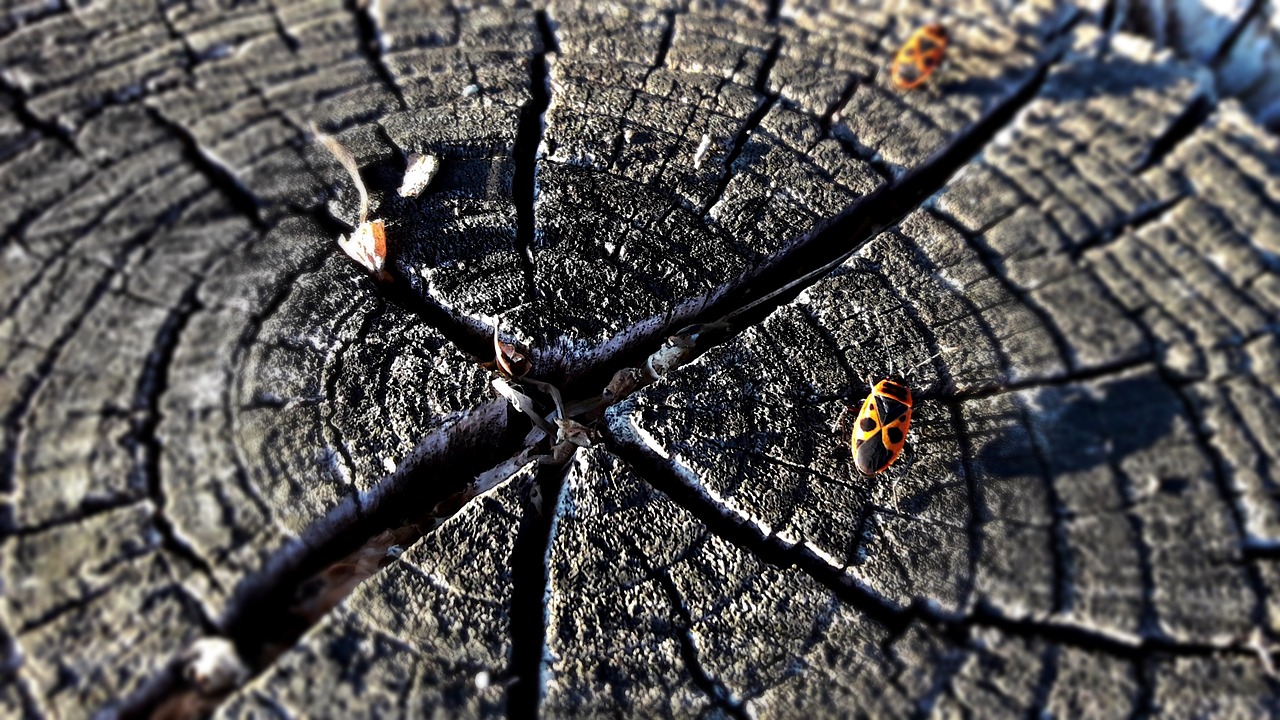 trunk tree beetle free photo