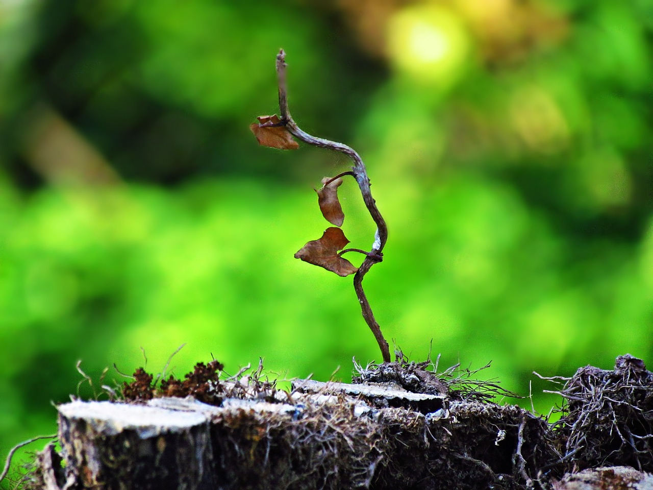 trunk plant forest free photo