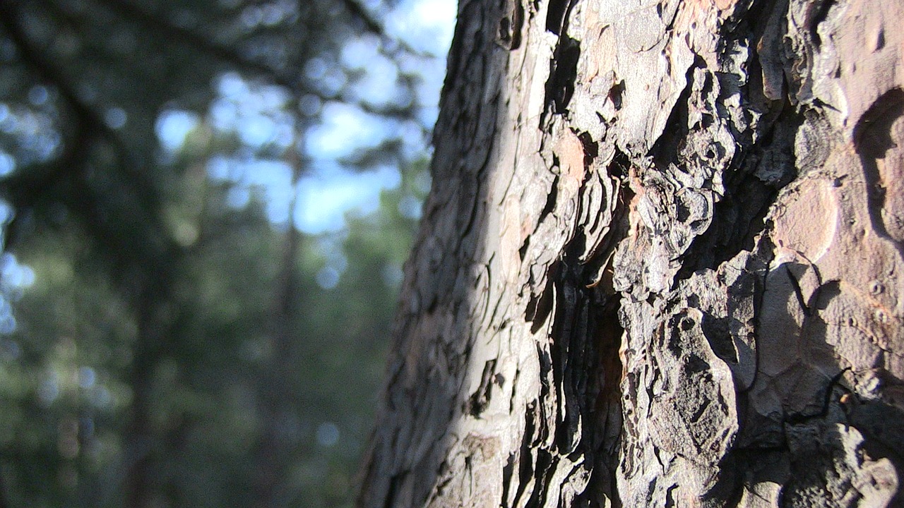 trunk forest nature free photo