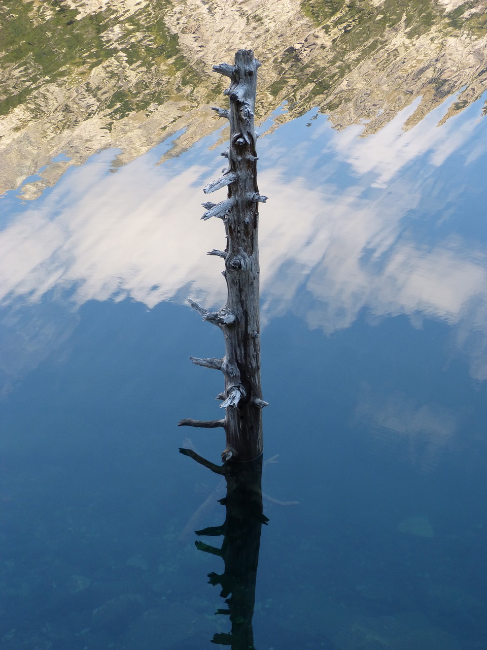 trunk stump dead tree free photo