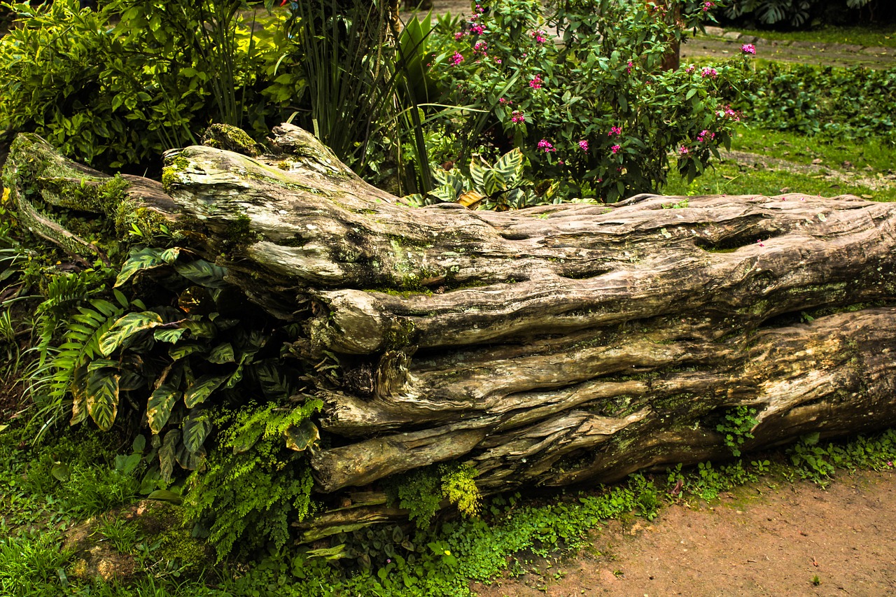 trunk woods tree free photo