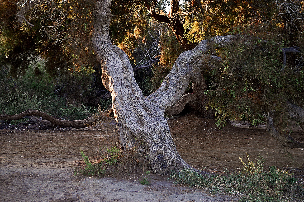 trunk tree tree trunk free photo