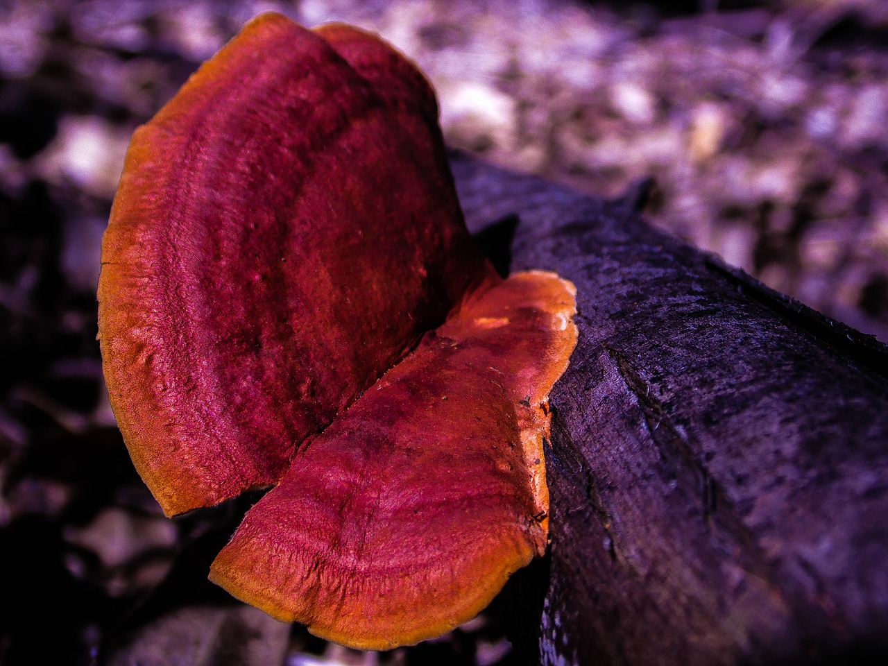 trunk fungus ear nerve free photo