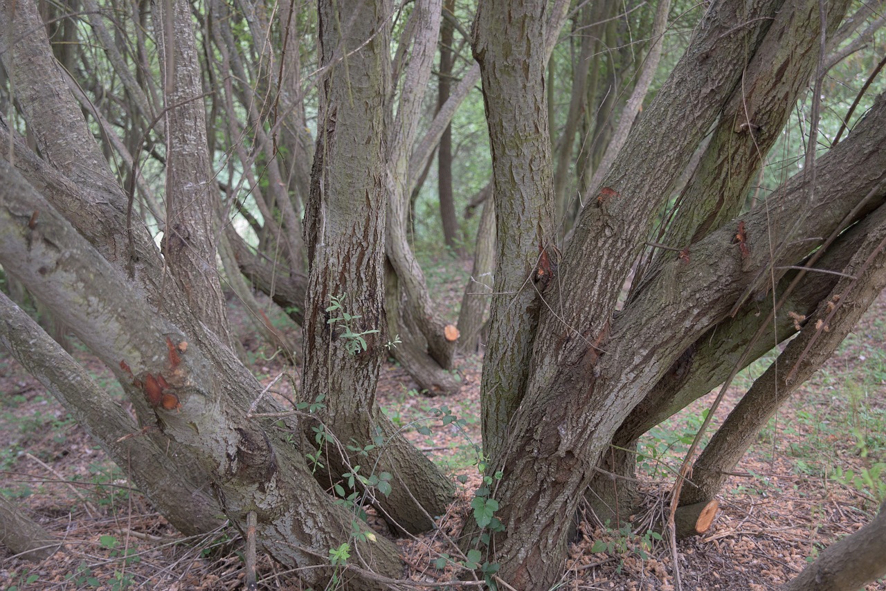 trunk trees field free photo