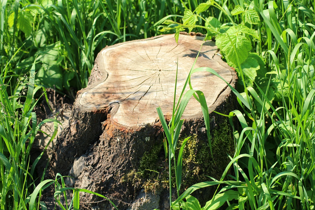 trunk  cut down a tree  tree free photo