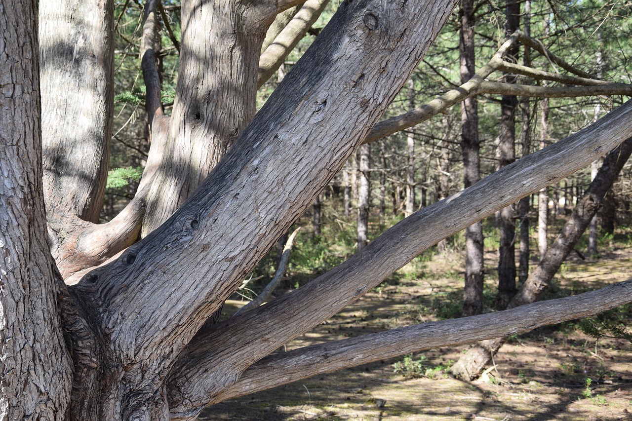 trunk  tree  nature free photo