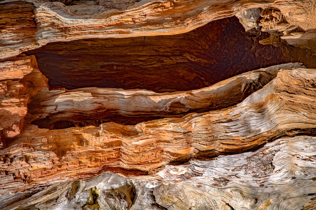 trunk  wood  cedar detail free photo