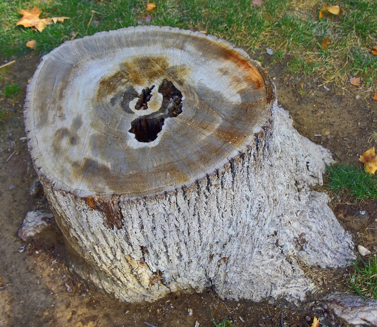 trunk  nature  wood free photo