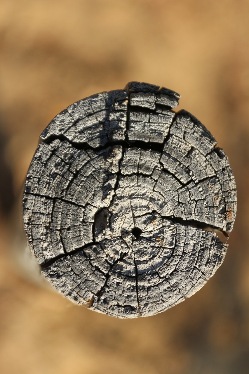 trunk  wood  nature free photo