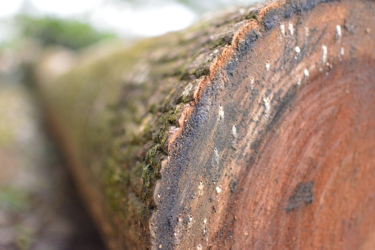 trunk tree moss free photo