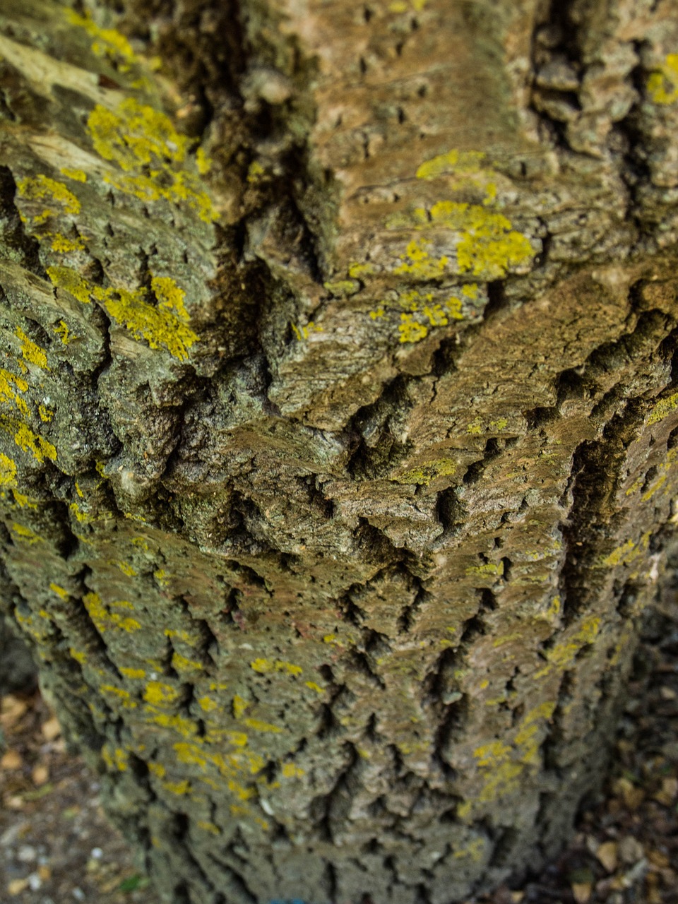 trunk texture tree free photo