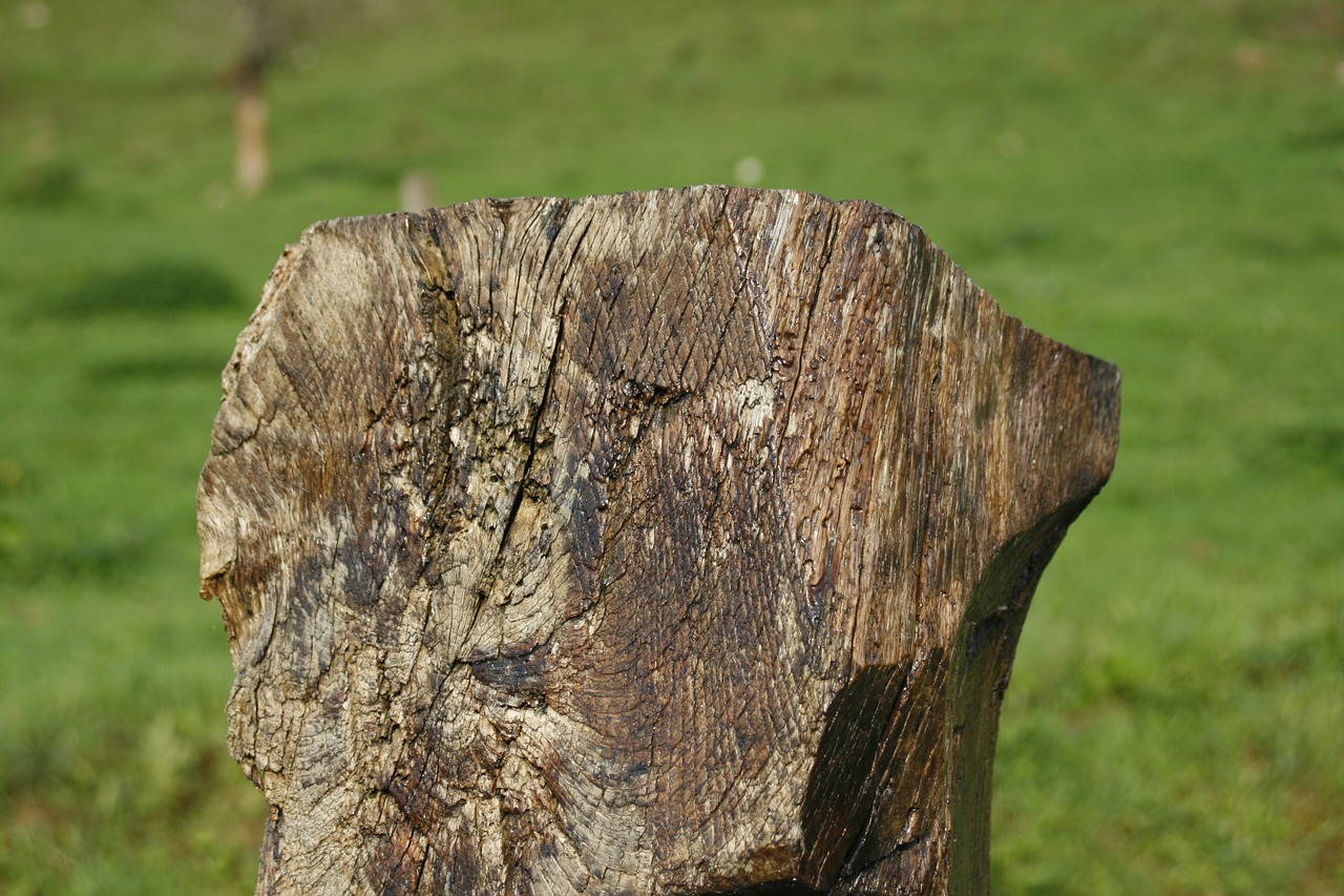 trunk old field free photo