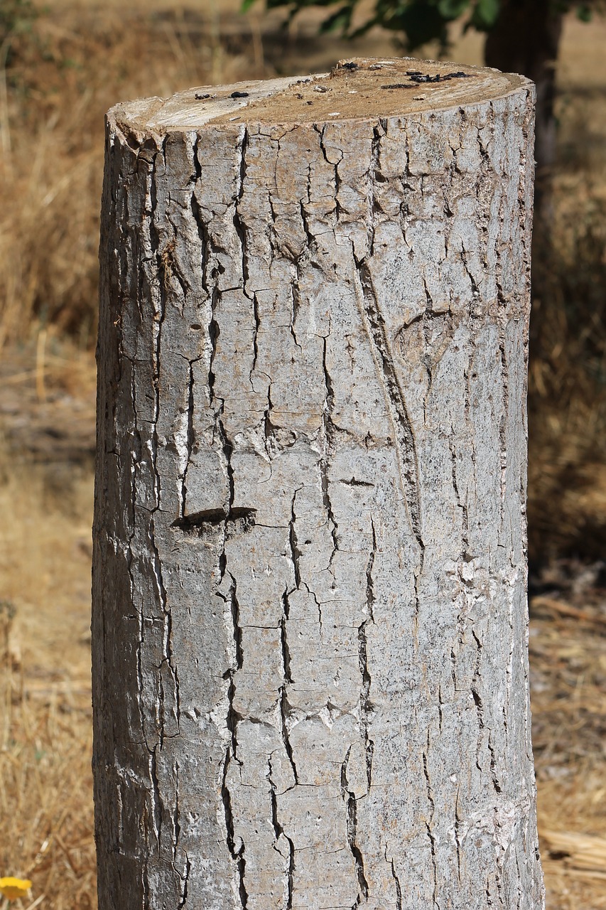 trunk wood texture free photo