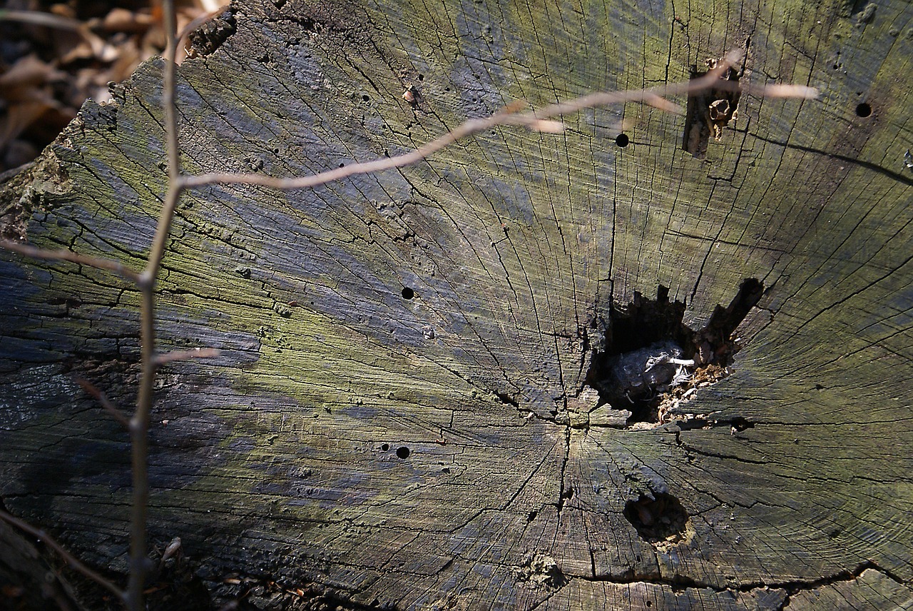 trunk cut down a tree lying in stock free photo