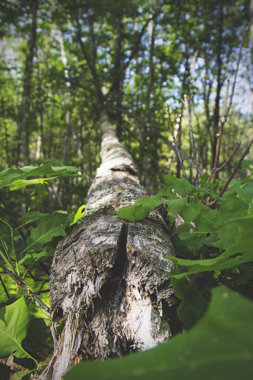 trunk cracked fallen free photo