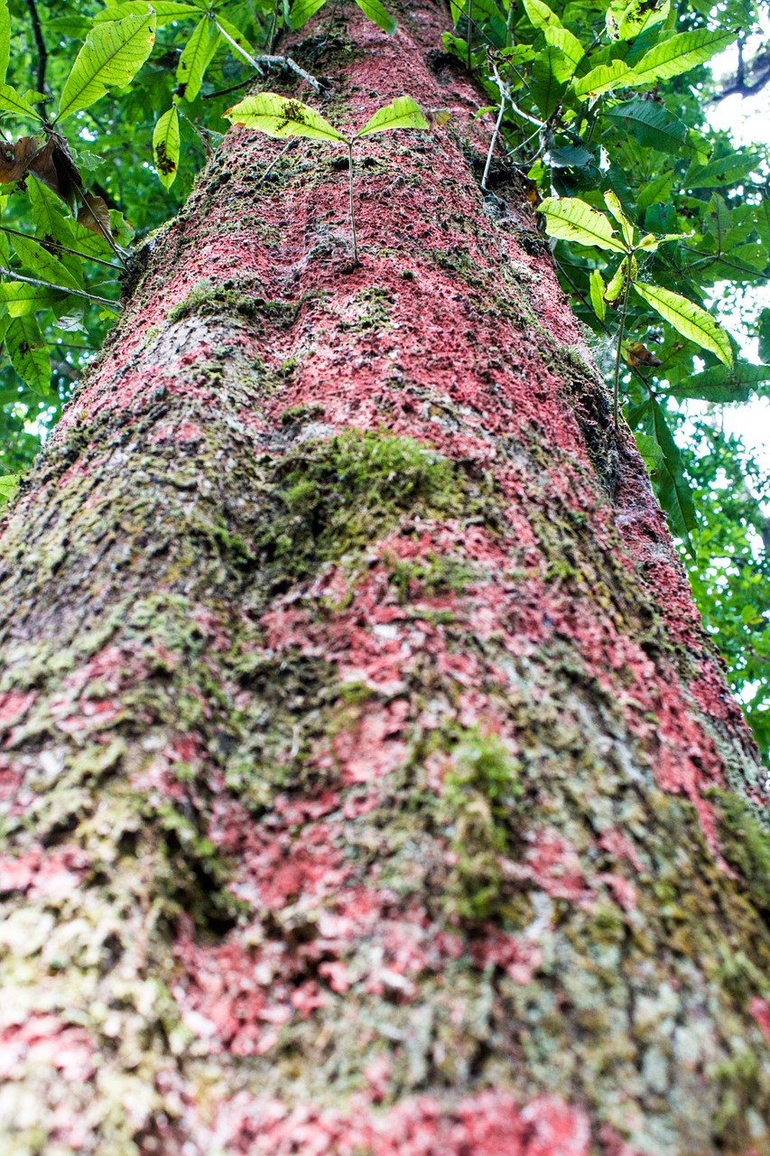 trunk tree wood free photo