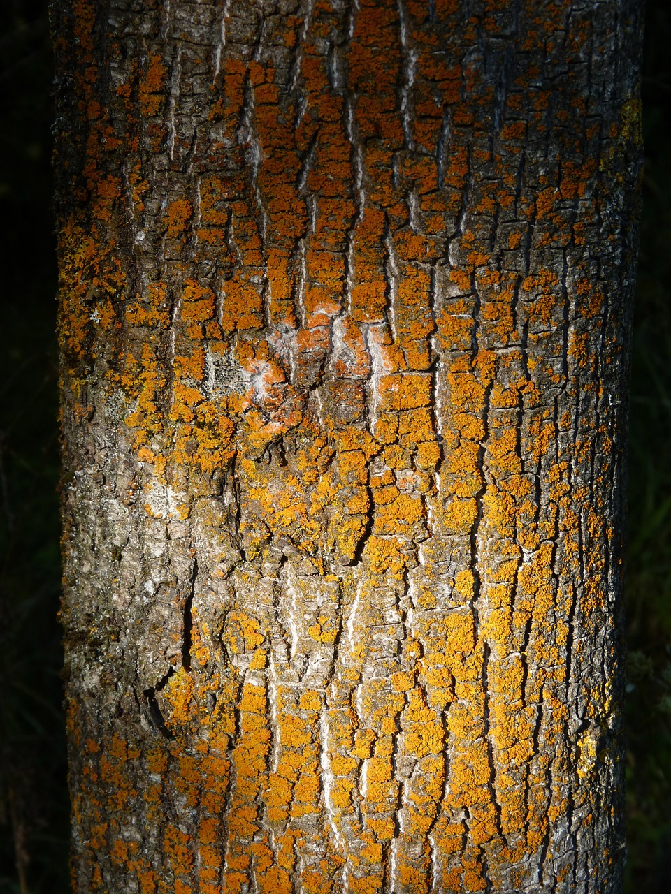 trunk lichen texture free photo