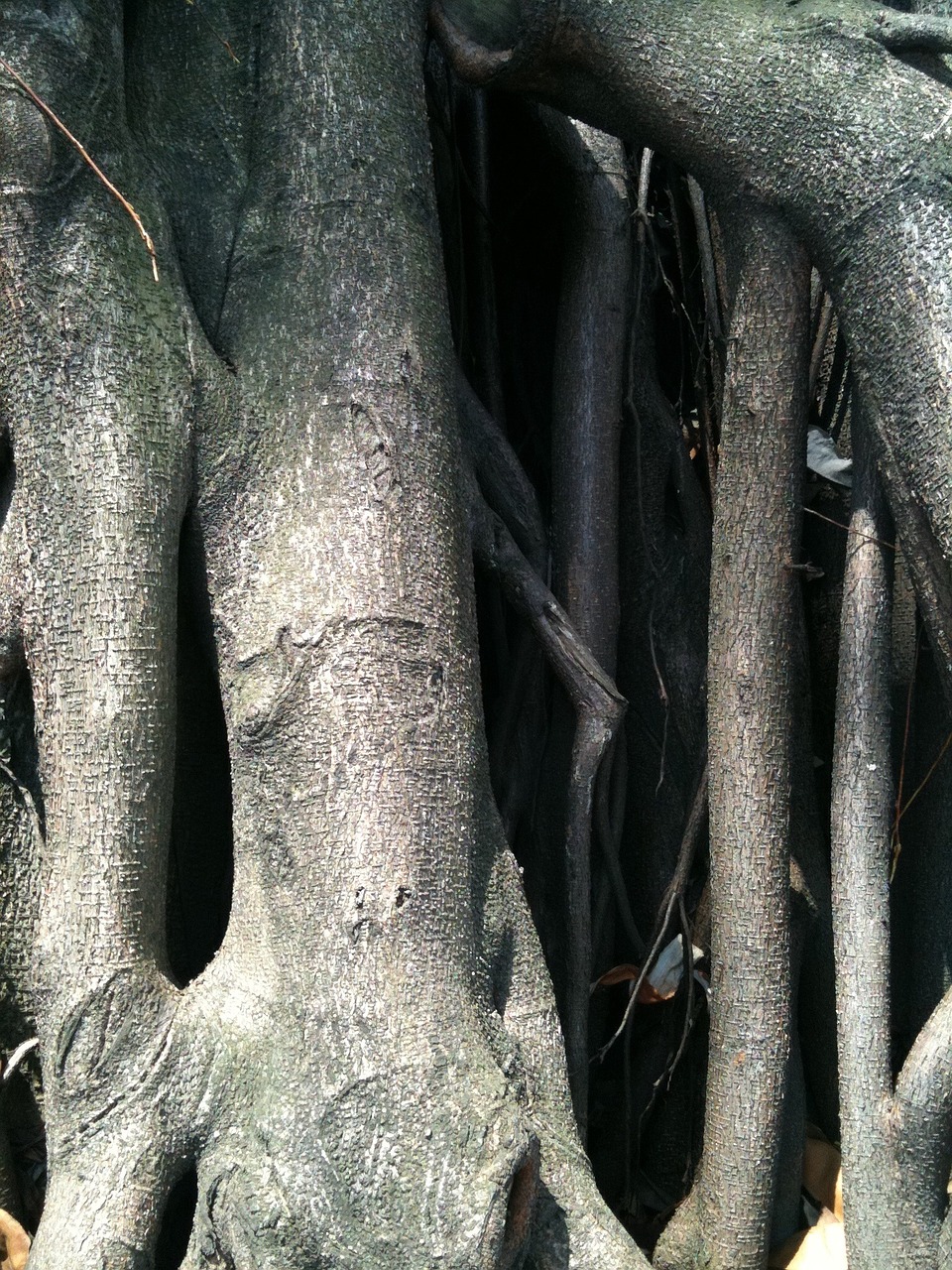 trunk tree old tree free photo