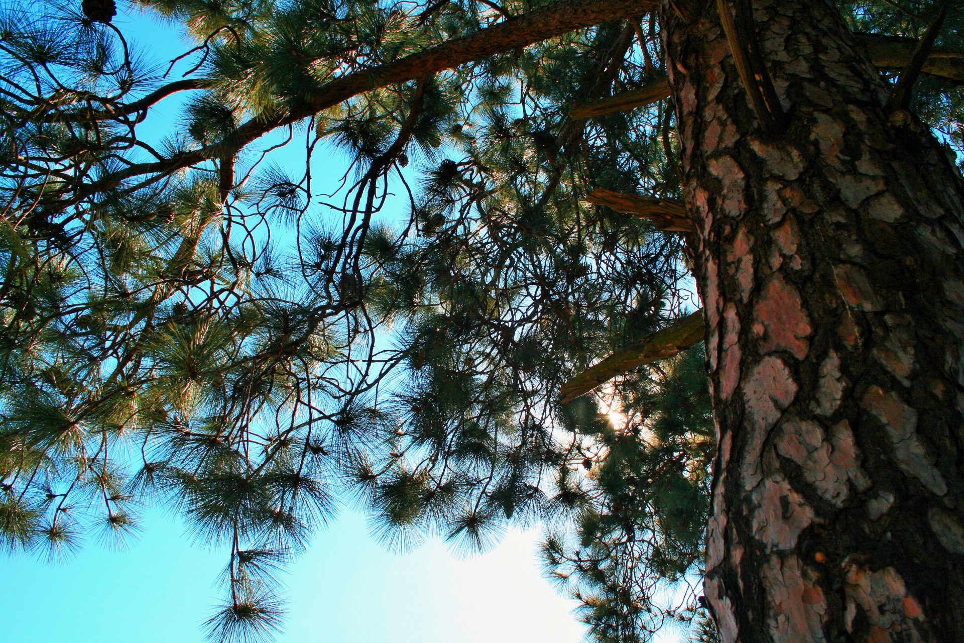 tree pine trunk free photo