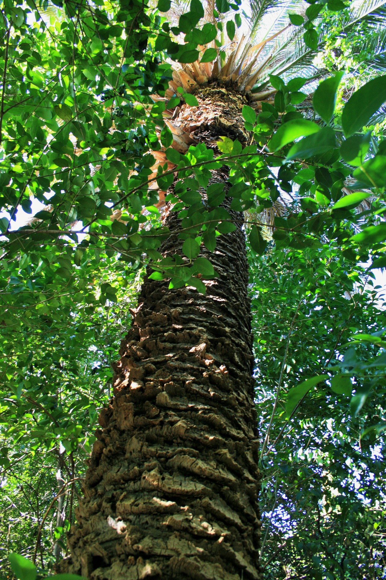 tree palm trunk free photo