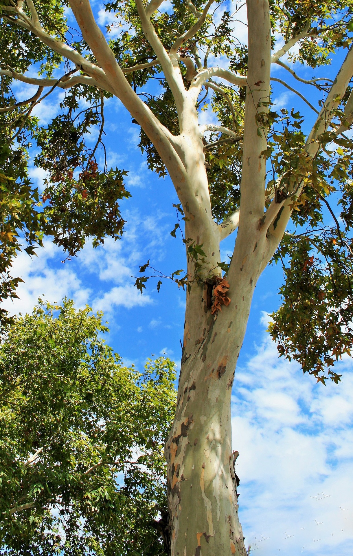 tree tall high free photo