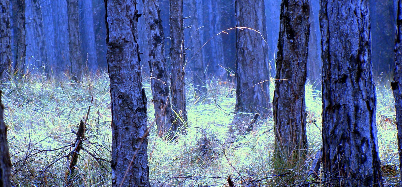 trunks pine tree bark free photo