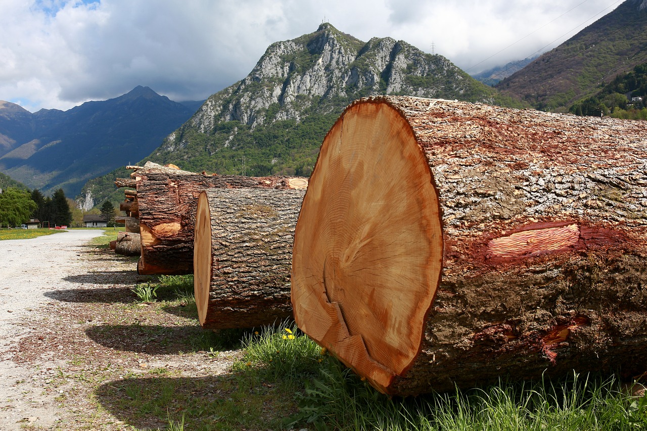 trunks trees tree trunk free photo