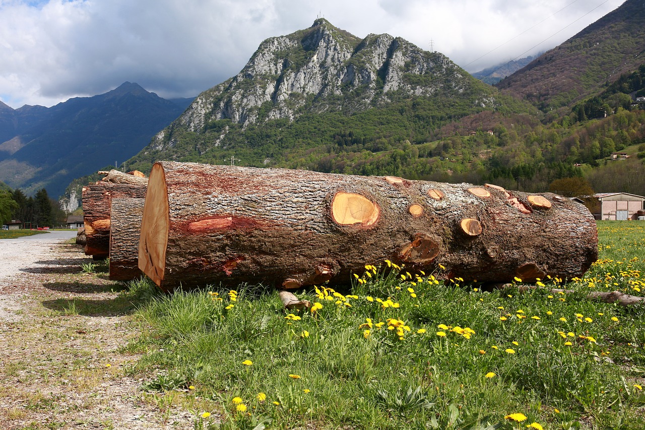 trunks trees tree trunk free photo