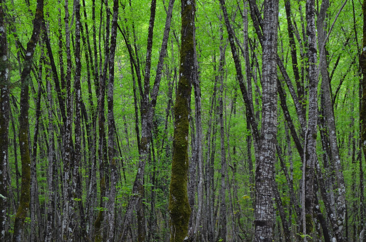 trunks trees into the woods free photo