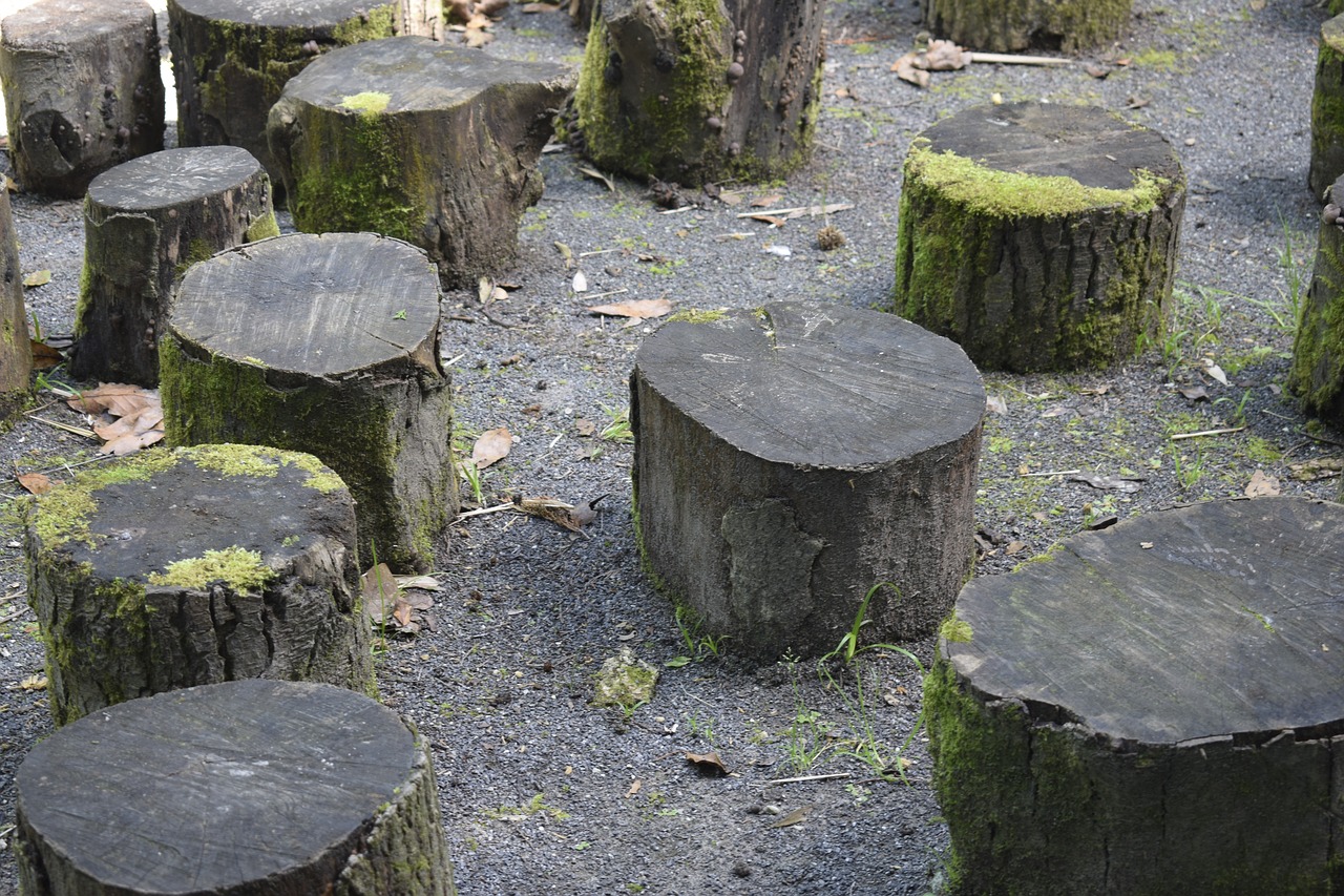 trunks  landscape  nature free photo