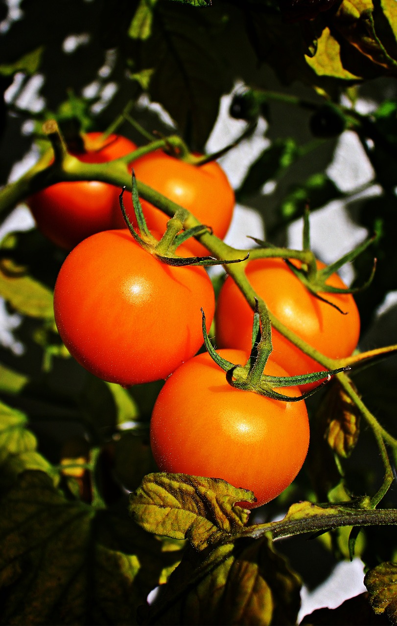 trusses tomatoes panicle free photo