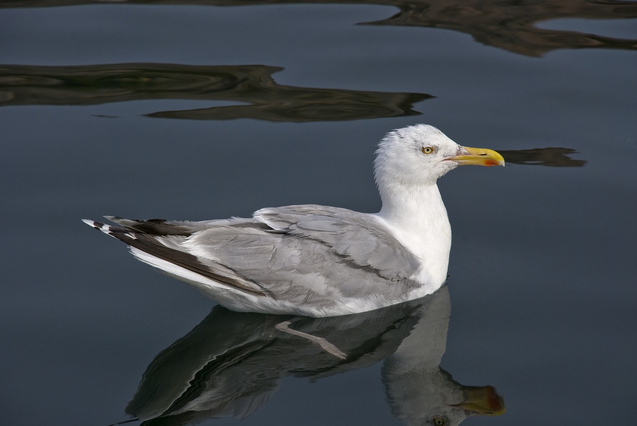 trut seagull seabird free photo