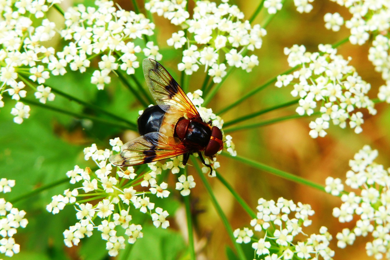 trzmielówka forest  insect  muchówki free photo