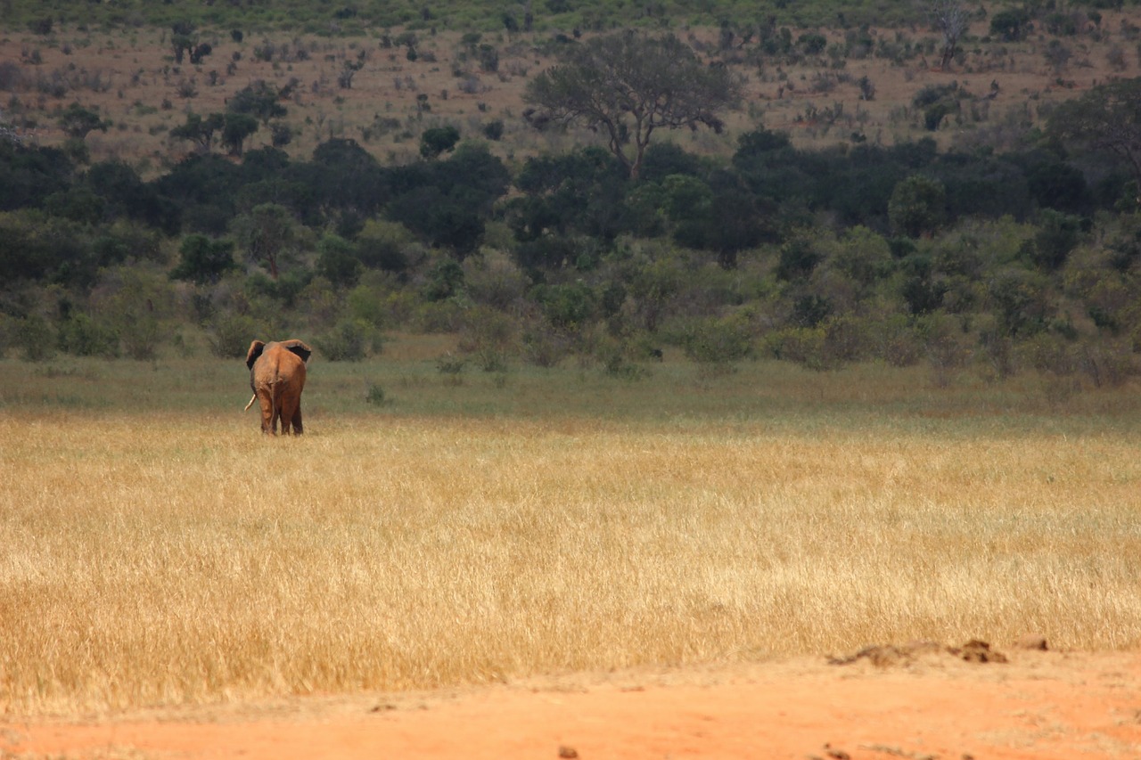 tsavo kenya elephant free photo