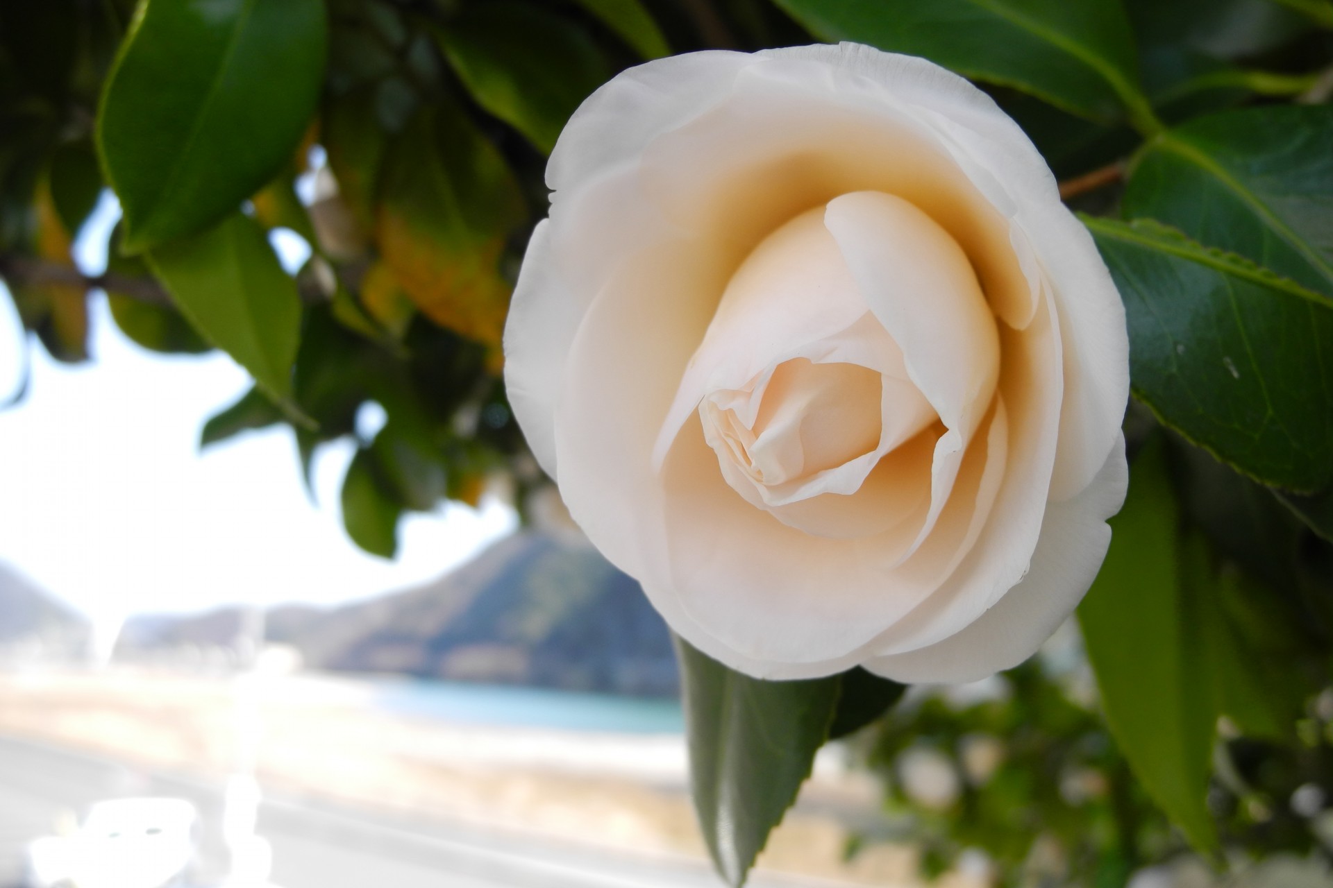 tsubaki white nagwagawa river side free photo