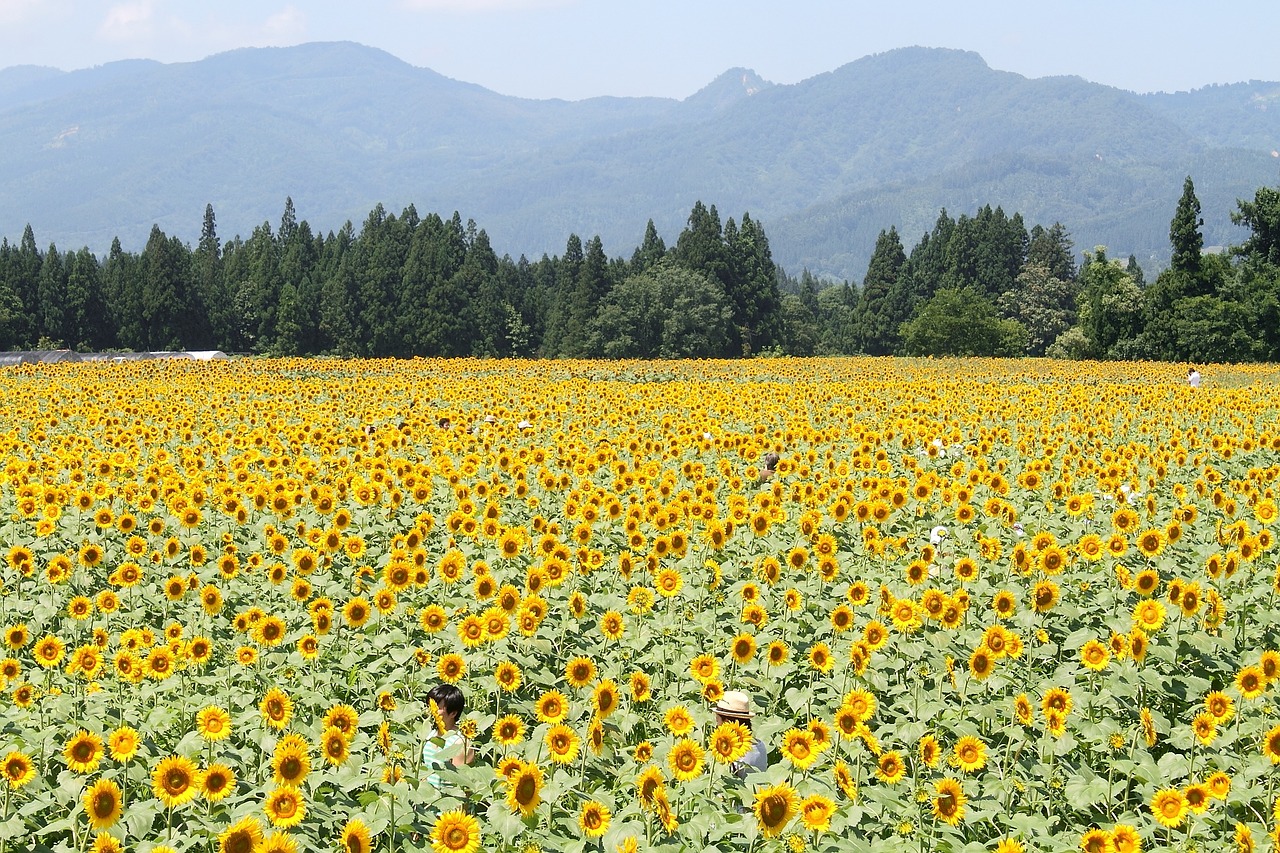 tsunan sunflower flower garden free photo