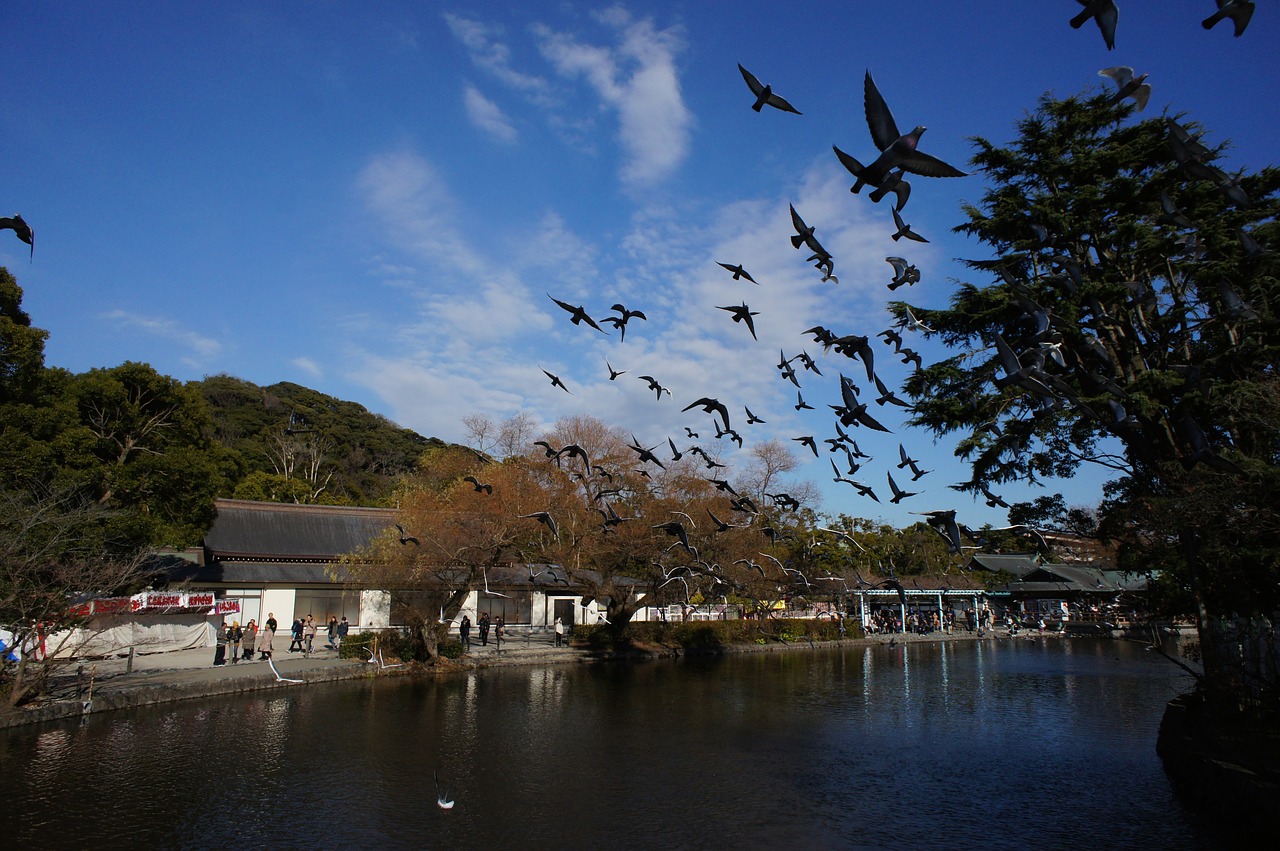 tsuruoka hachiman-gu shrine bird zu ru ga お ka wa chi ma san professions u free photo