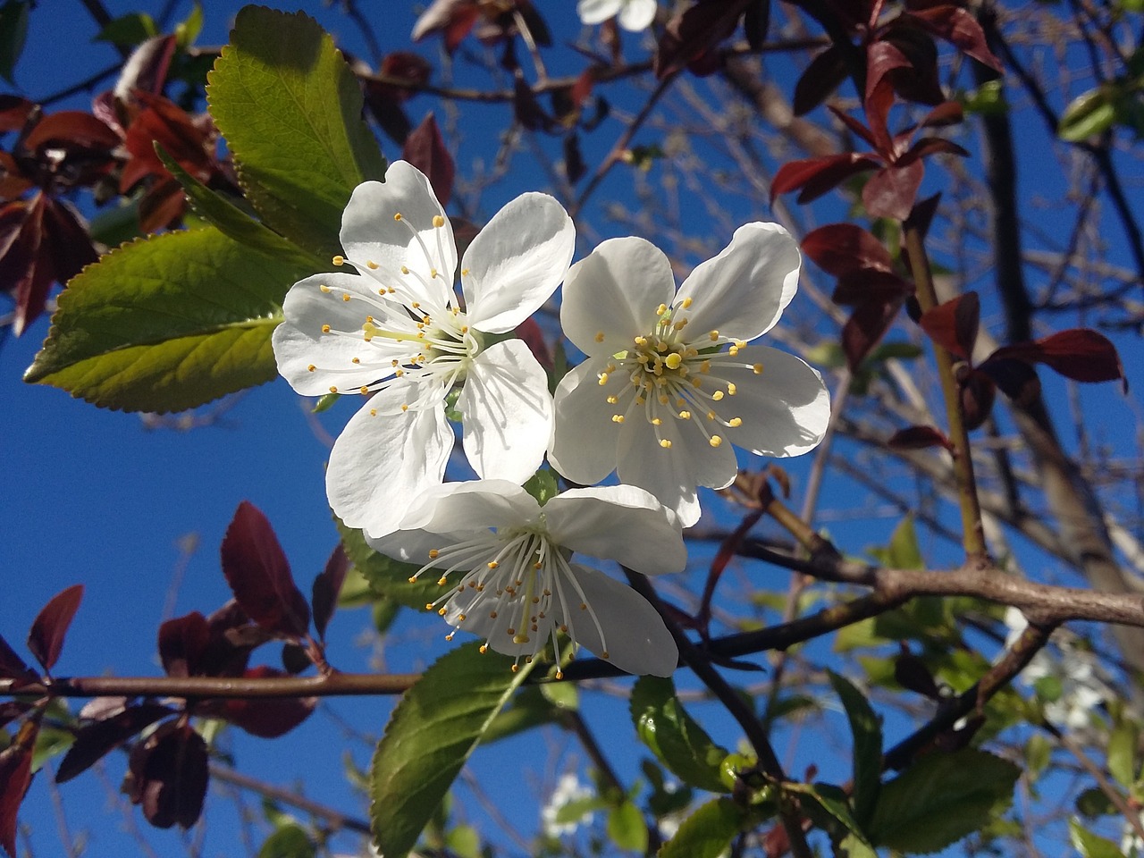 tsvestenie spring cherry free photo