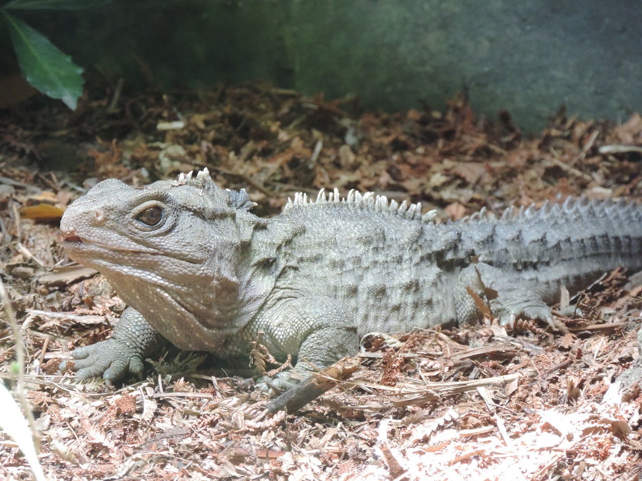 tuatara reptile new zealand free photo
