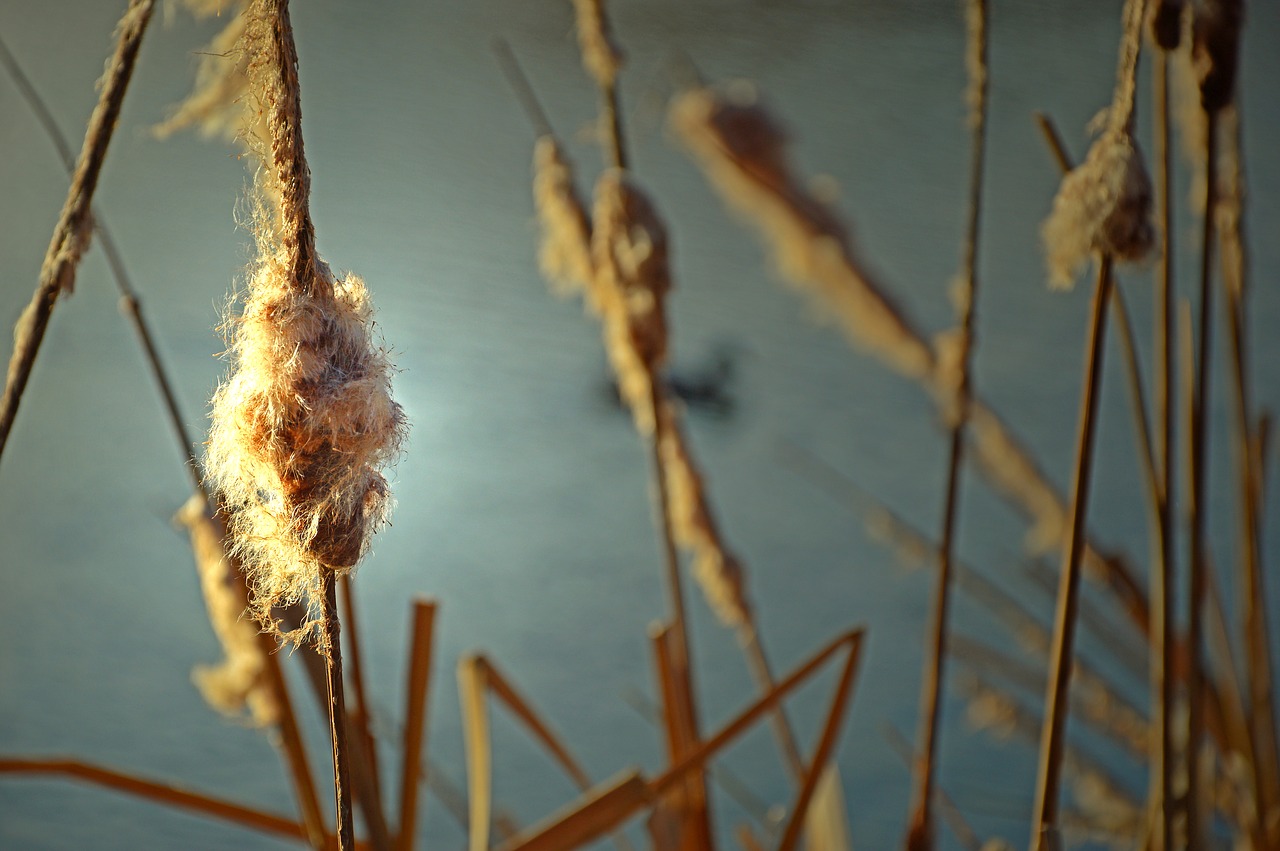 tube  cattail  reed free photo