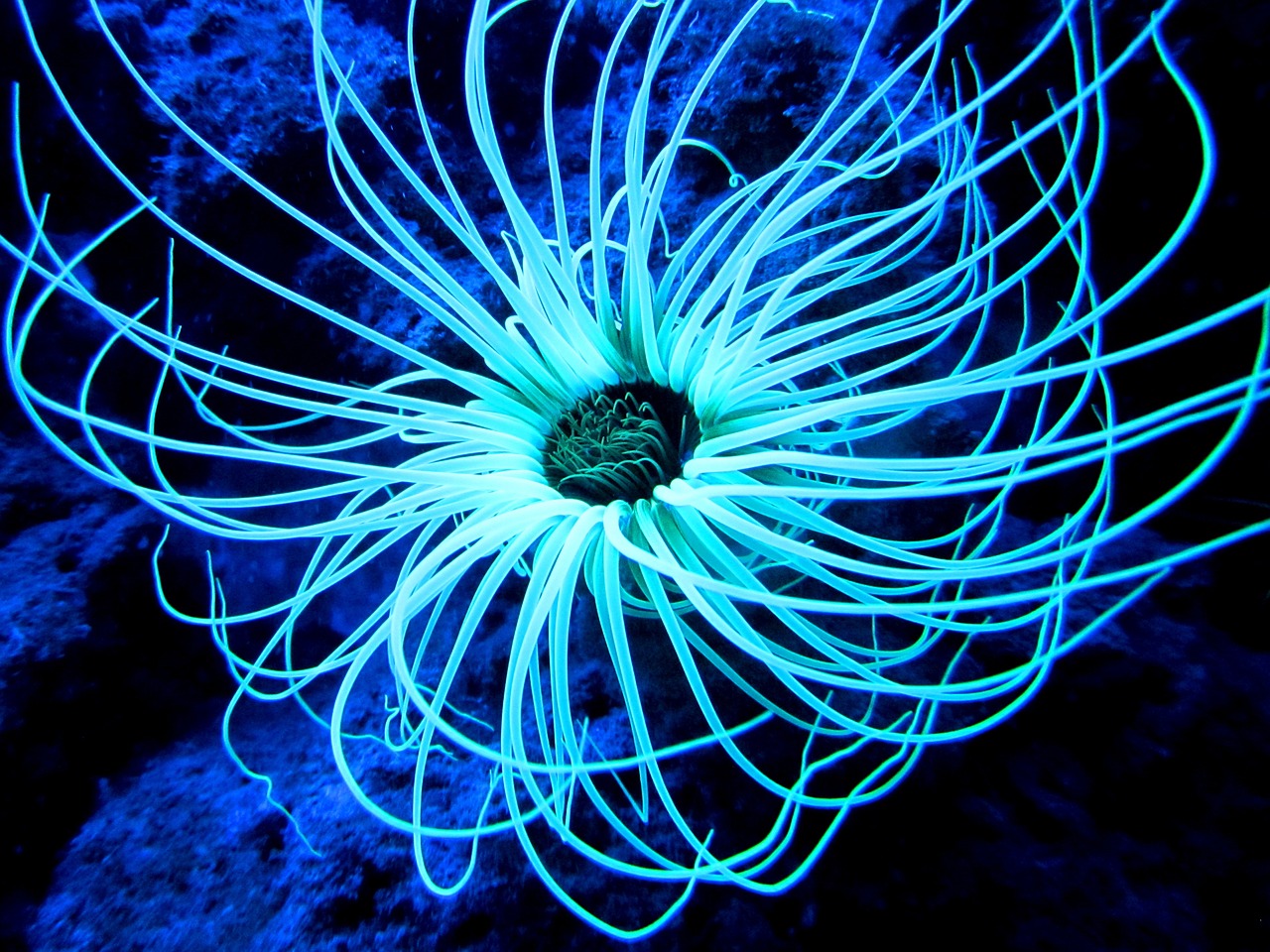 tube-anemone cerianthus-membranaceus mediteranean free photo