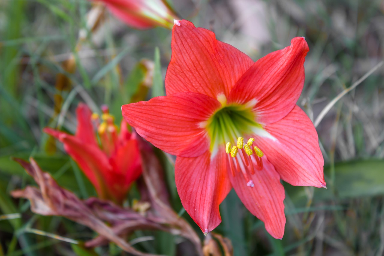 tube lily flower red free photo