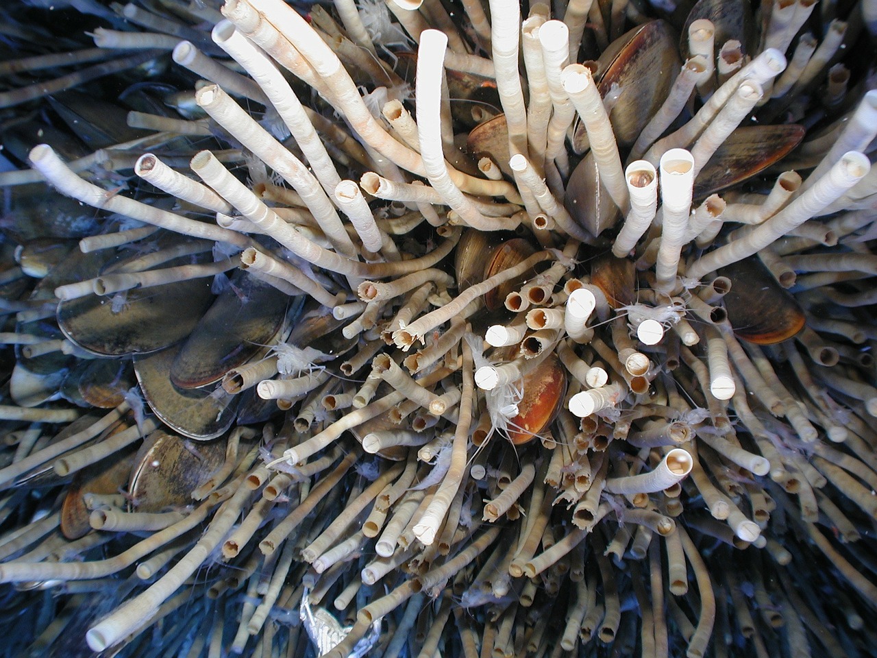 tube worms gulf of mexico sea-life free photo