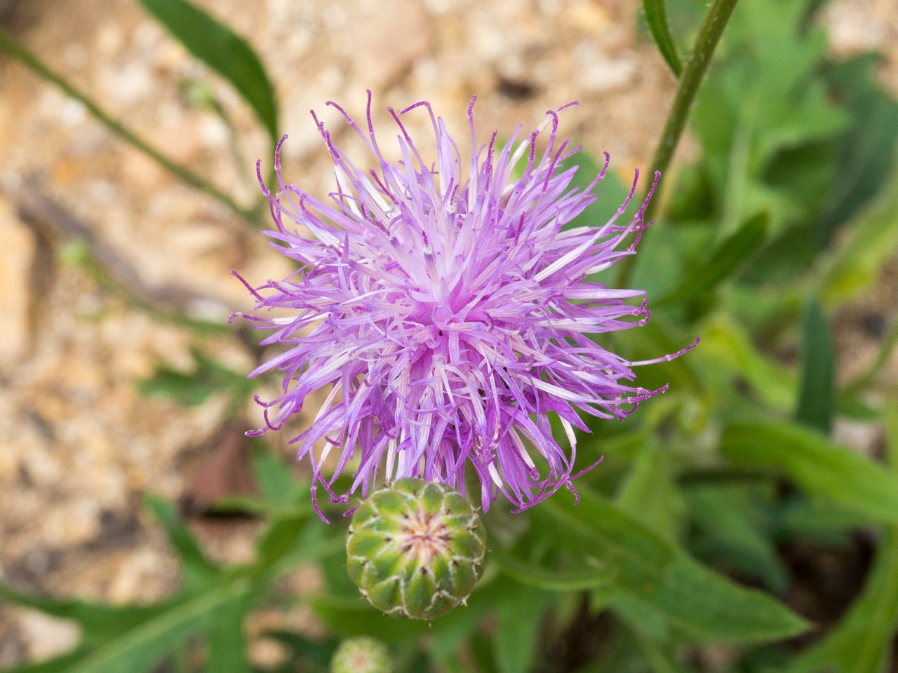 tuberous thistle wild flowers ecology free photo