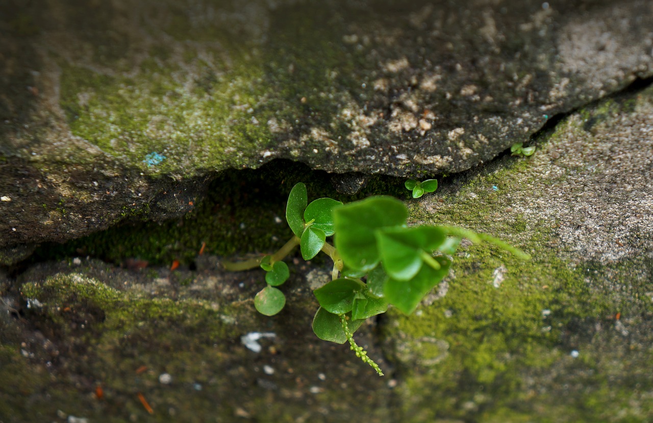 tubers moss life free photo