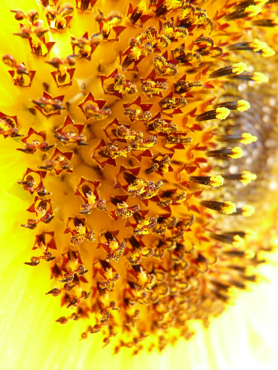 tubular flowers sun flower inflorescence free photo