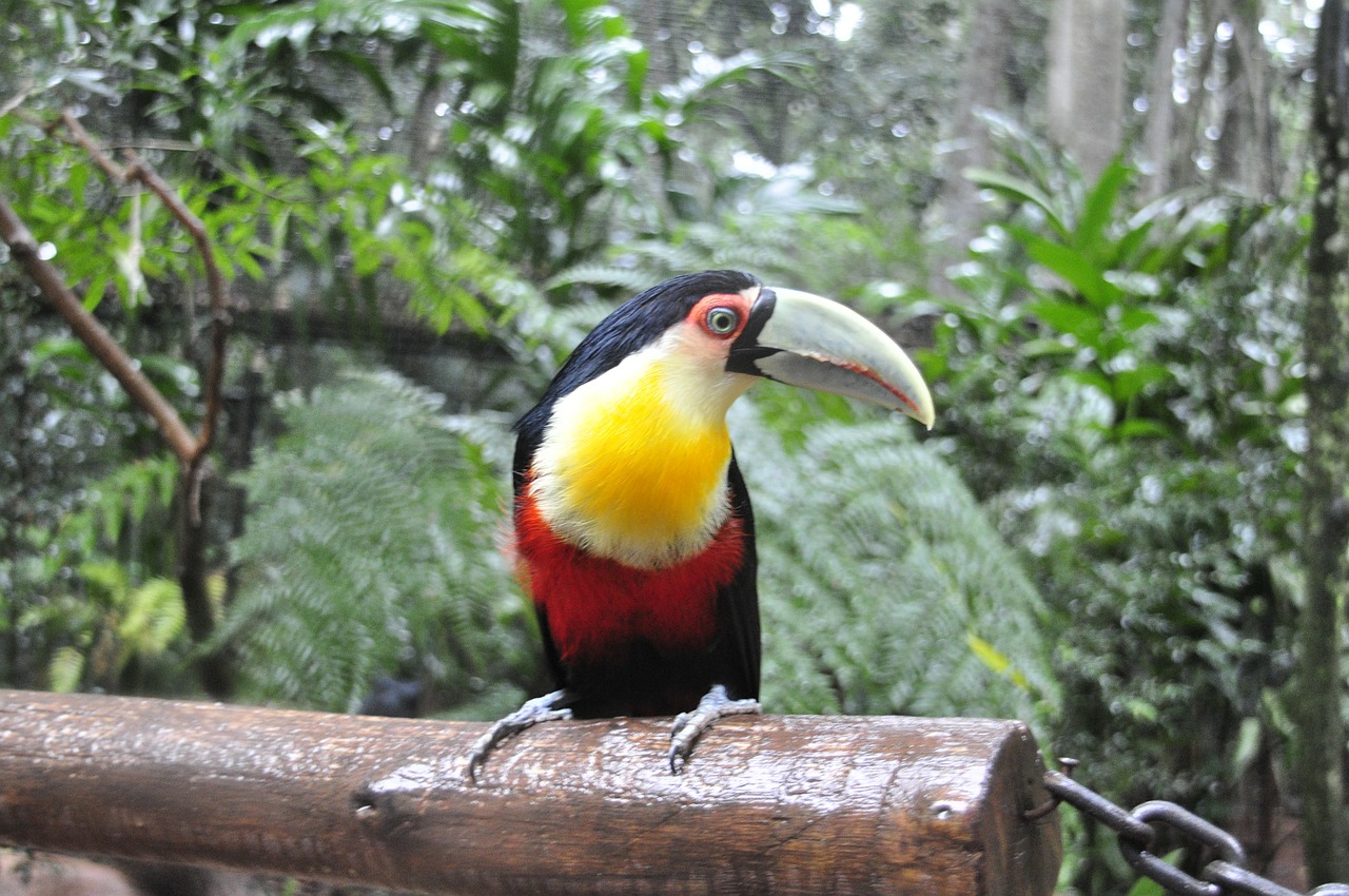 tucan brazil bird free photo